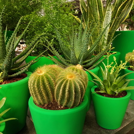 Cactus in groene pot